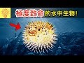 10個世界上【極度致命的水中生物】！