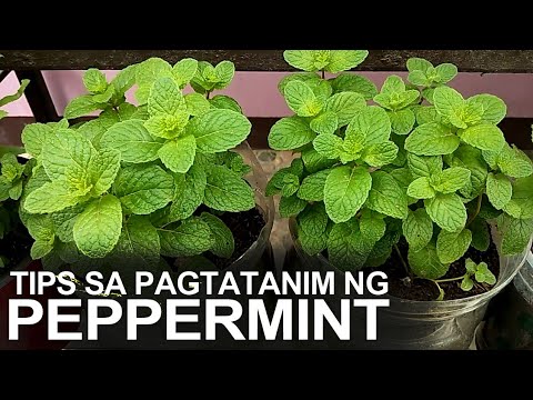 Video: Mint Container Growing: Mga Tip Sa Pag-aalaga ng Mint Sa Mga Kaldero