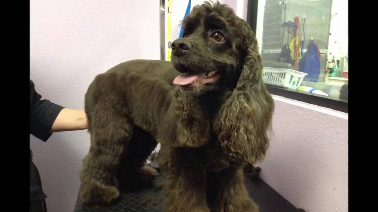 camera iphone 8 plus apk Fun in Grooming at Pet Hospital in Orange Ca.