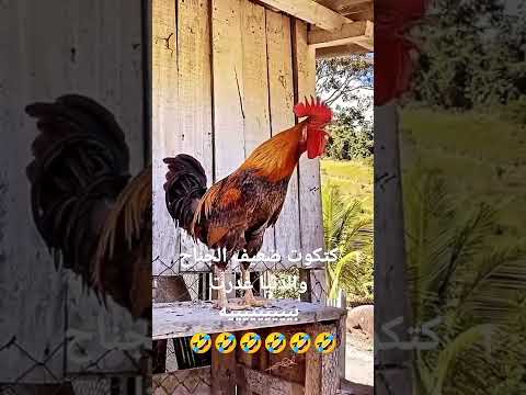 كتكوت ضعيف الجناح والدنيا غدرت بييييه صوت ديك هتموت م الضحك اسمع صوته ف النهاية 