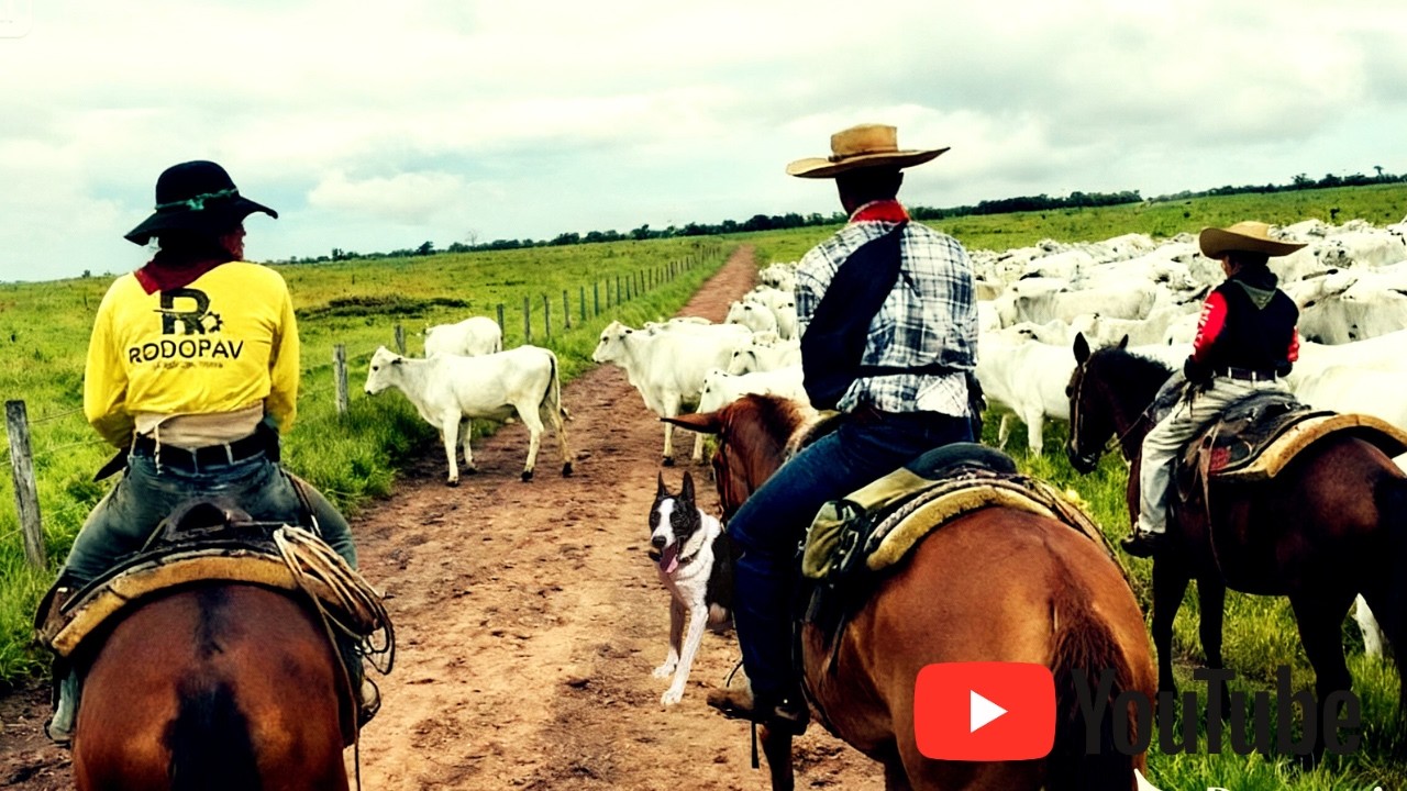 BORDER COLLIES EM FOCO! 😱 Conheça Nossa Equipe no Campo
