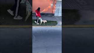 Woman Helps Paralyzed Dog Walk Using A Blanket