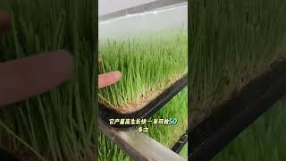 HydroFodder Fodder Grow Solutions #farming #hydroponics #agriculture