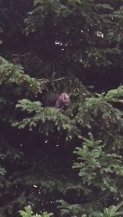 Adorable squirrel sneezes!