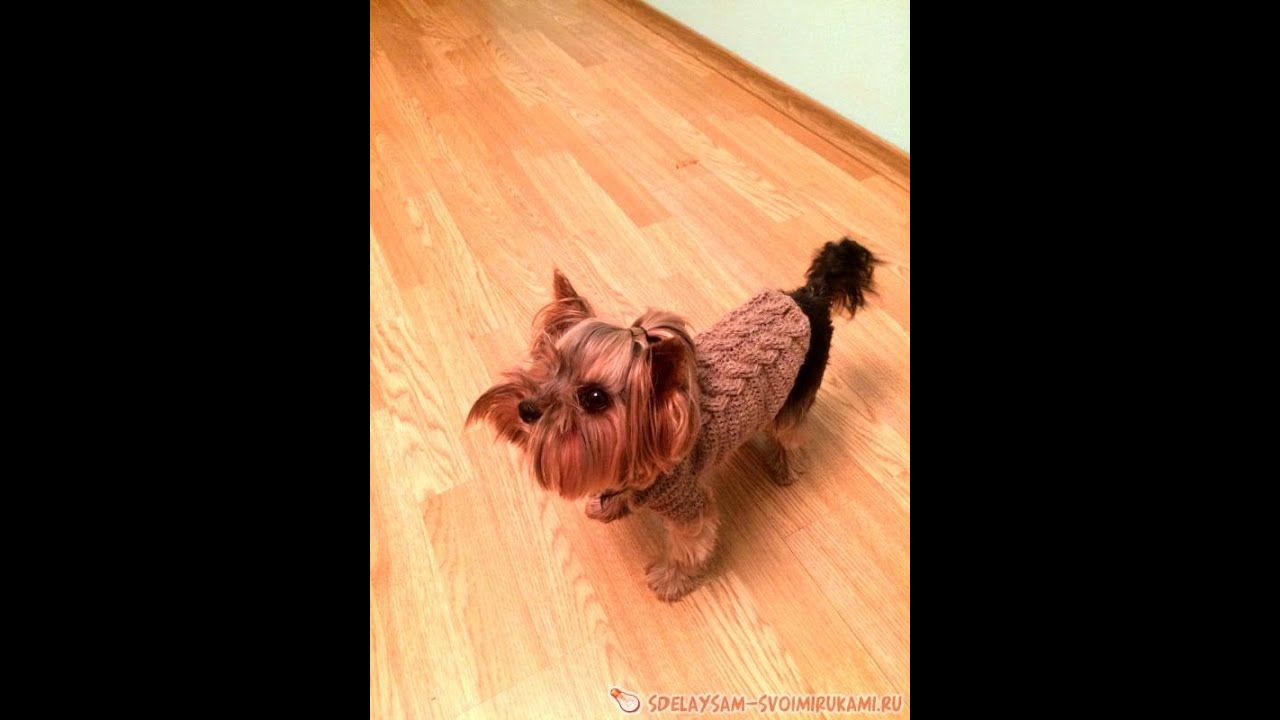 Свитер крючком для маленьких собачек