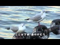 港やど・西方裕之・in 横浜 cover yamatatu
