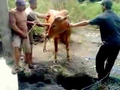 Sapi Ngamuk - YouTube