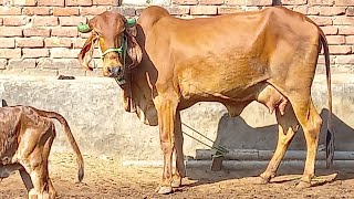 Top Gir Cow Female Calf 16 Liter Milk P.d Dairy Farm 9587971879