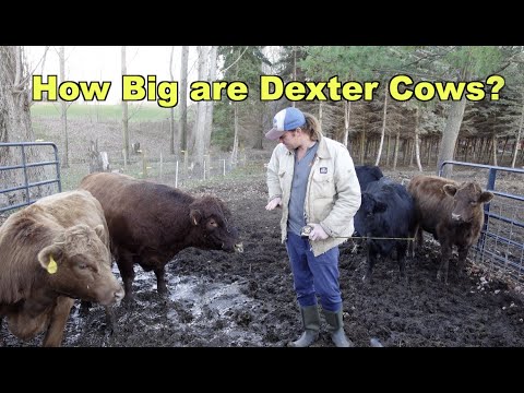How Big are Dexter Cattle