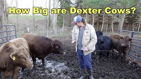 How Big are Dexter Cattle?