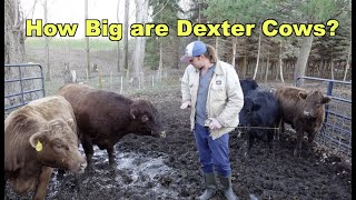 How Big are Dexter Cattle?