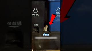 This kitten slept by a trash can… now he steals water sips🐾💙#KittenRescue #AnimalRescueUSA