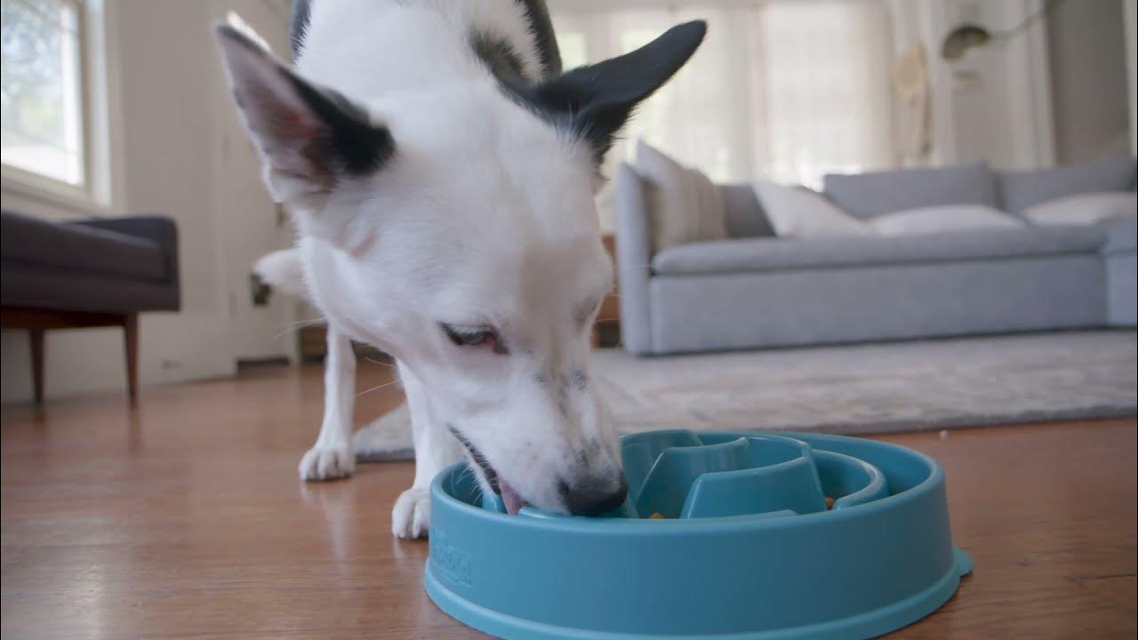 This Outward Hound Slow Feeder Can Help Your Dog Eat Slower