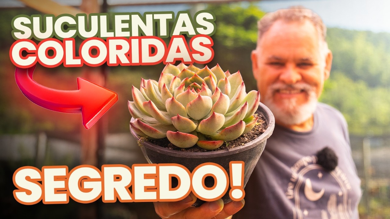 O segredo para deixar tuas suculentas coloridas