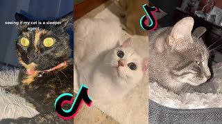 kill john lennon tiktok cat compilation | seeing if my cat is a russian sleeper agent by Rainbow Cats 11,596 views 1 year ago 3 minutes, 17 seconds