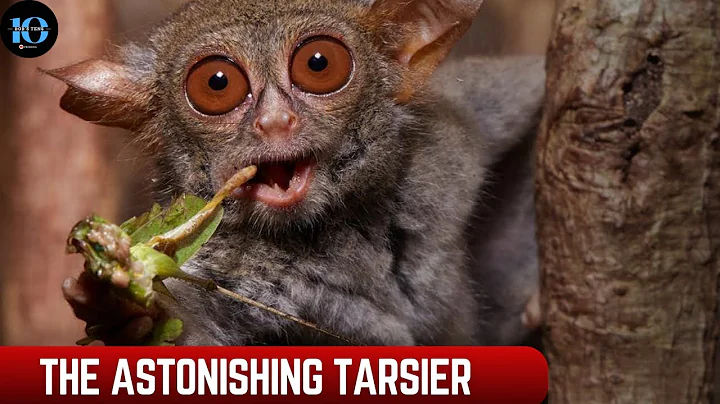 THE TARSIER || The world's smallest primate. Are they really venomous? #animals
