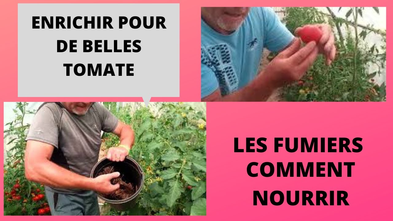Enrichissez vos pieds de tomates au fumier de cheval horse manure for