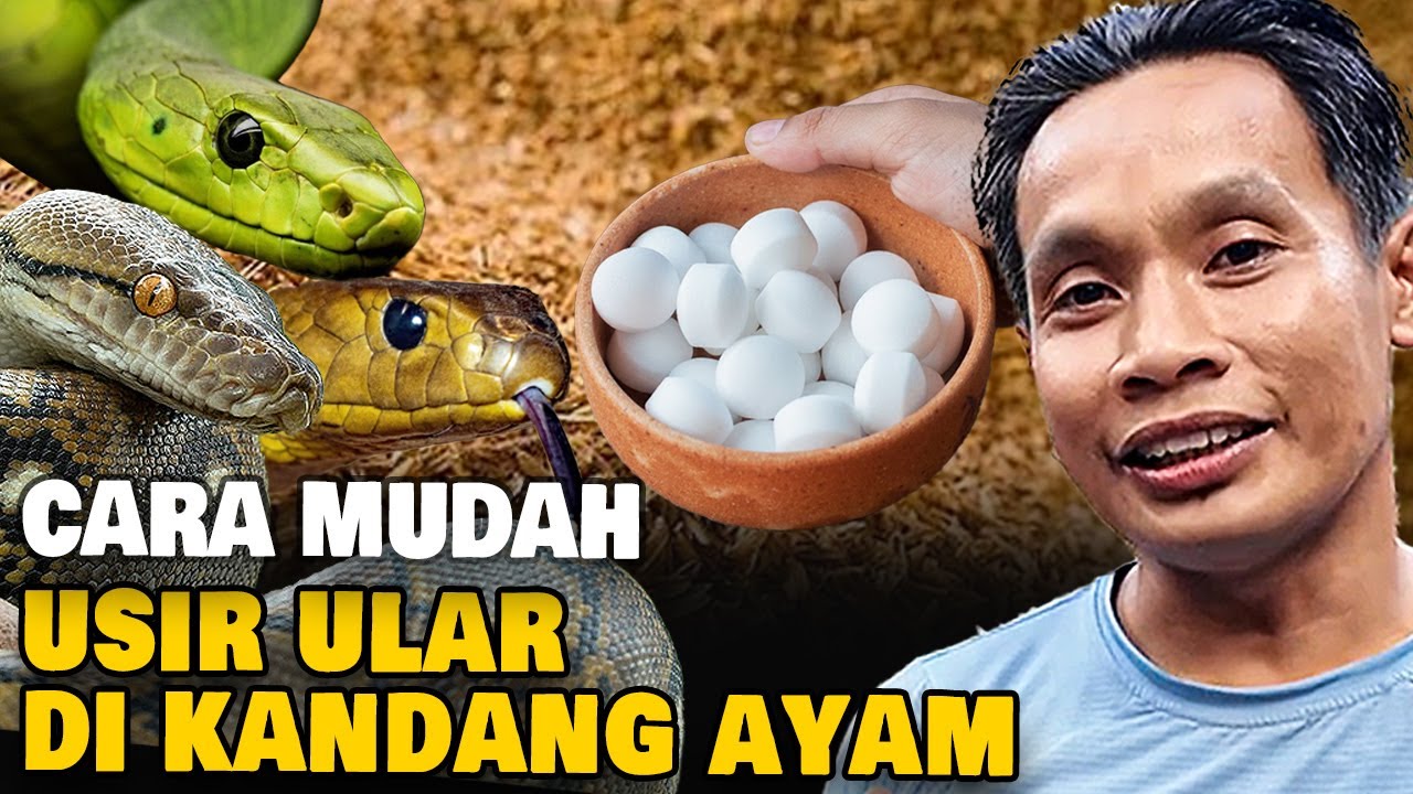 Ada Ular Masuk Kandang? Begini Cara Usirnya !!!