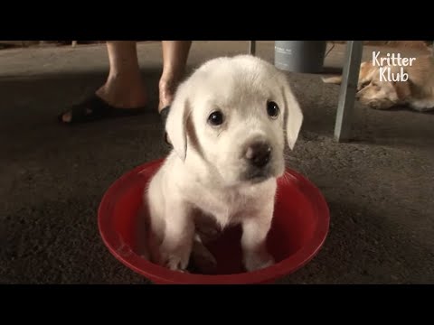 Video: Jūsu suņa redze mainās ar vecumu, bet ne tikpat kā tev