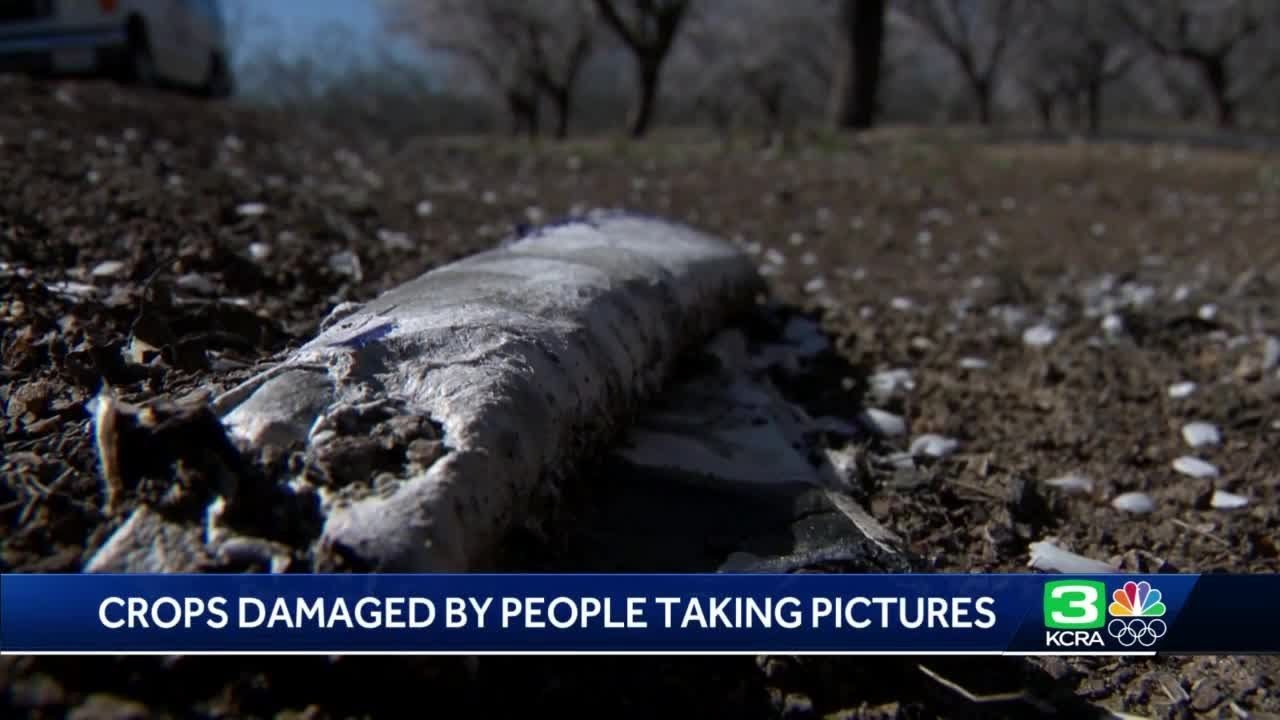 Stanislaus County almond farmers frustrated with litter, damage by visitors