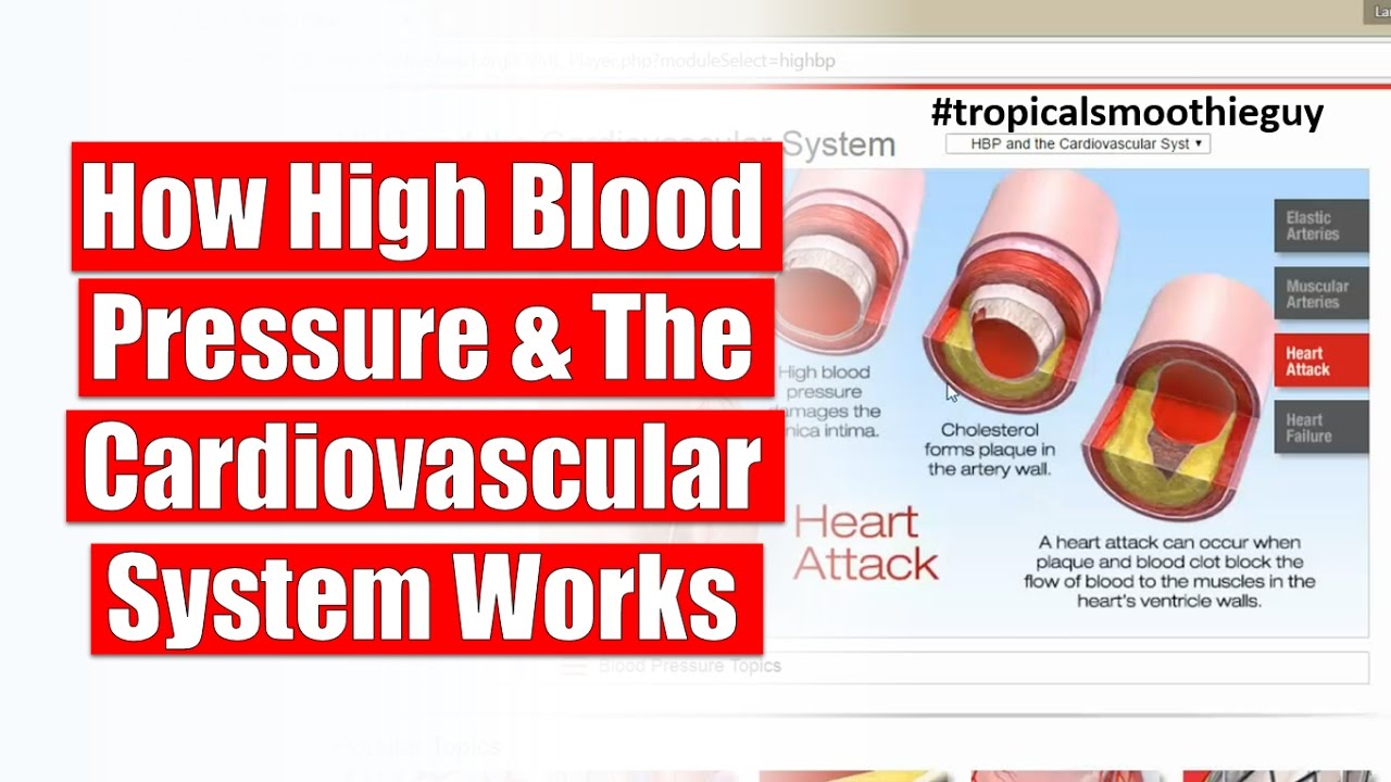 How High Blood Pressure And The Cardiovascular System Works - YouTube