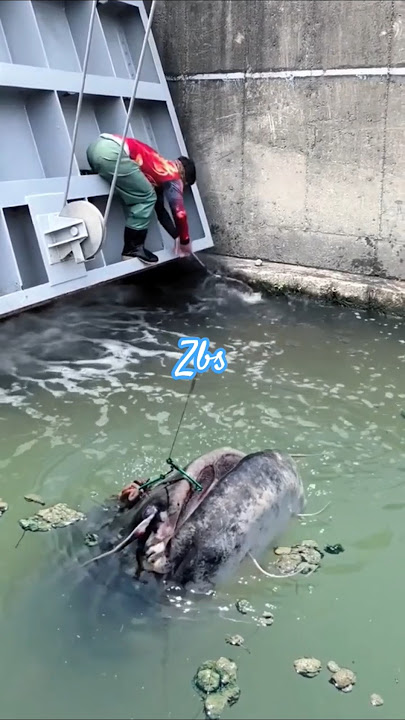 Gila Bener @Andresuhen sampai  merayap menangkap ikan lele monster #fishing #funny #sabunpipel