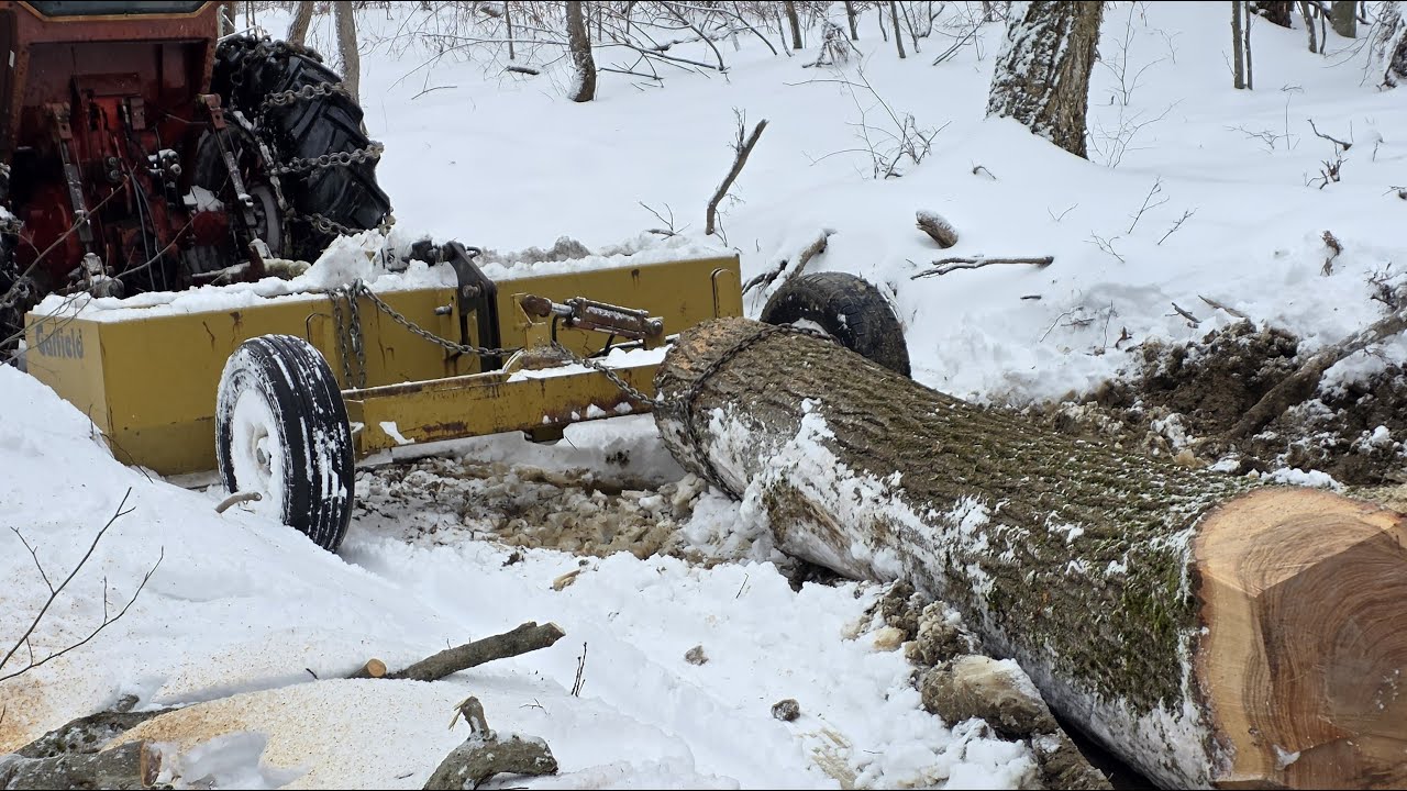 Валка красного дуба и липы в дождливый день