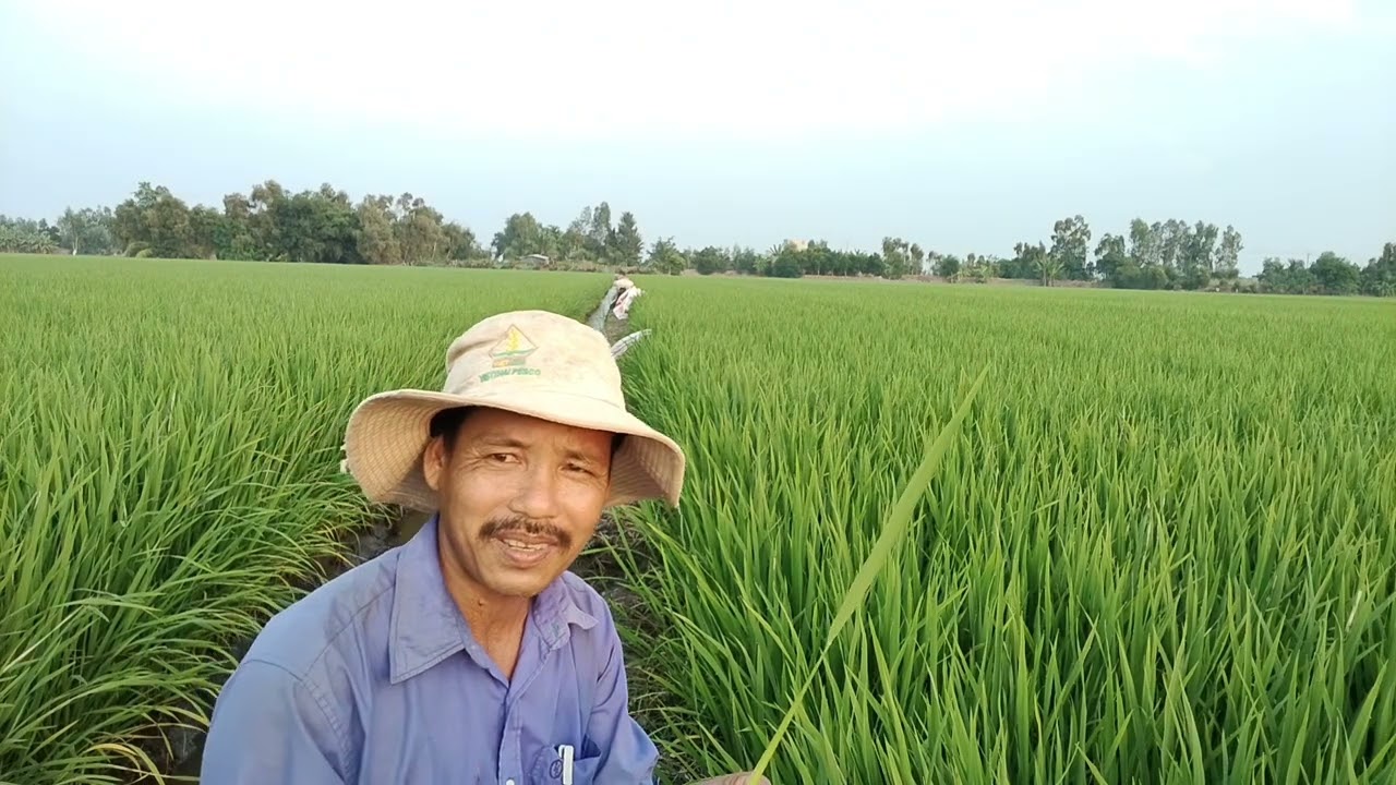 lúa 48 đến 50 ngày bón phân tác dụng gì