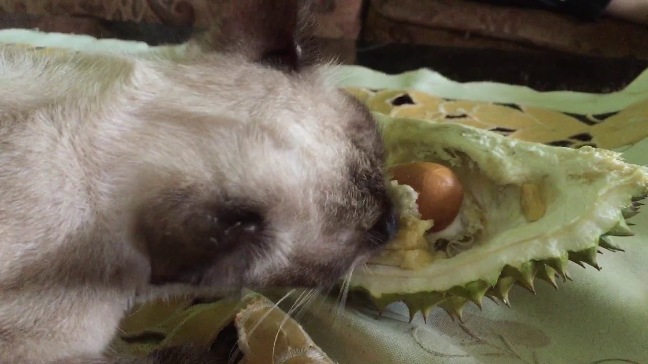 Kucing makan durian - YouTube