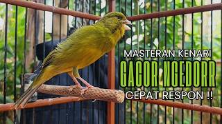 Cukup 5 Menit! Suara Pancingan Kenari Ngerol Panjang Ampuh Atasi Kenari Diam Cepat Gacor & Emosi!