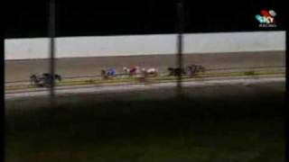 greyhound attacks rabbit during race! Profile