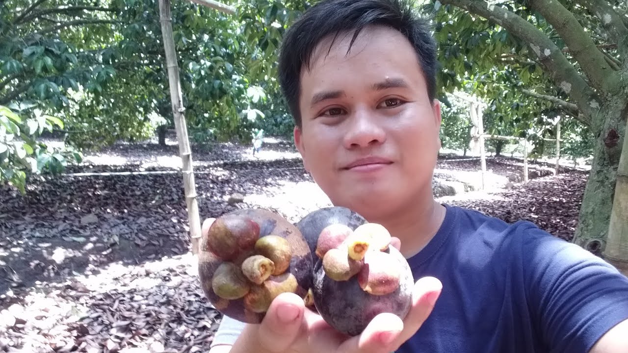 Mangosteen in toril davao YouTube