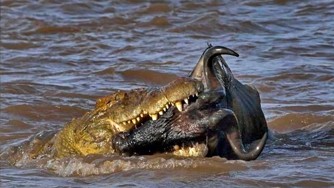 The Most Shocking Crocodiles Attack When Wildebeest Crossing River