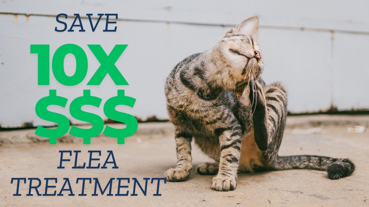 Curated visual reference: Picture Idea: Cheap Pet Flea Treatment For Cats And Dogs Simple Hack