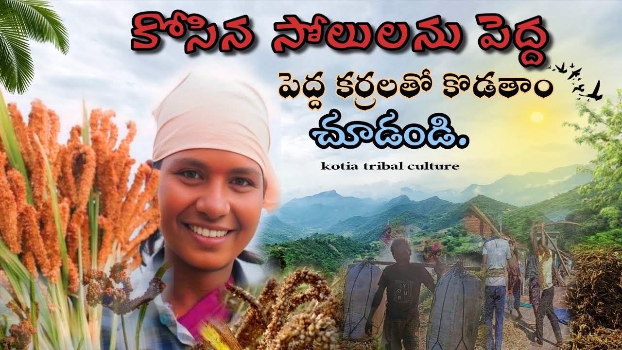 కోసిన సోలులను పెద్ద పెద్ద కర్రలతో కొడతాం, Millet/#kotiatribalculture