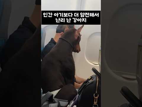 인간 <strong>아기보다</strong> 더 얌전한 강아지