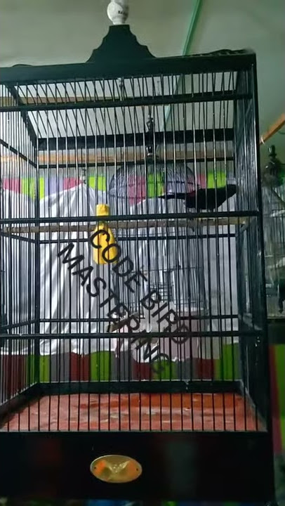 Burung master jalak rio rio isian cililin