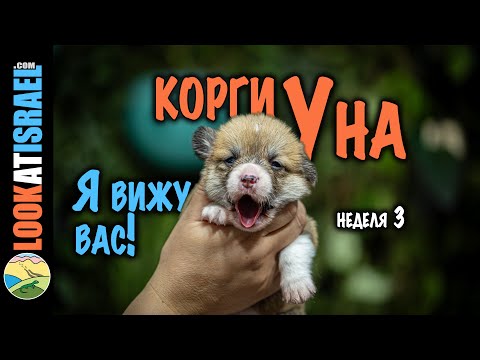 Корги Уна - неделя 3 - Я вас вижу!! 😲🐾