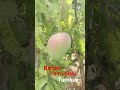 fairu bhai Tumkur 🥭🥭Badam contact number 9964721434