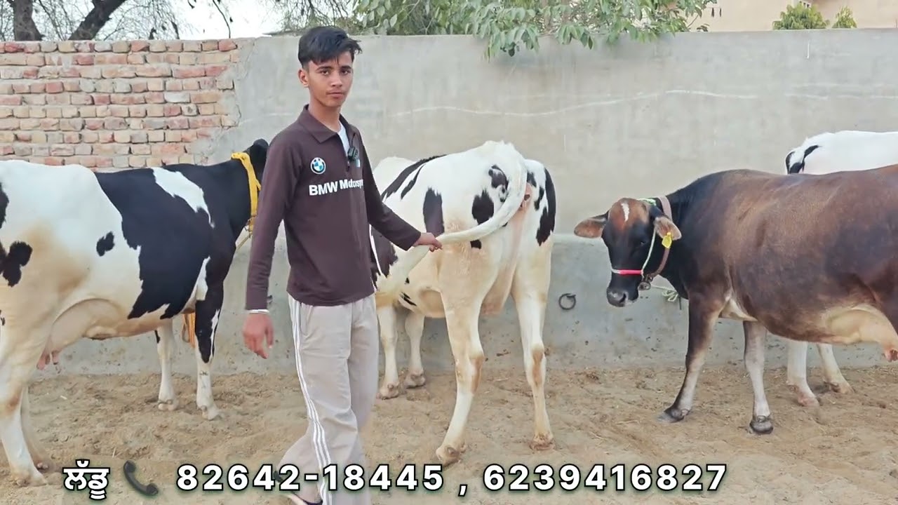 8 ਨਗ ਵਿਕਾਊ ,, ਗੱਬਣ ਗਾਵਾਂ ਤੇ ਤੋਕੜ ਦੋ ਝੋਟੀਆਂ ,, ਇੱਕ ਅਸਰ ਵੱਛੀ ਲੱਡੂ ਕੋਲ।  