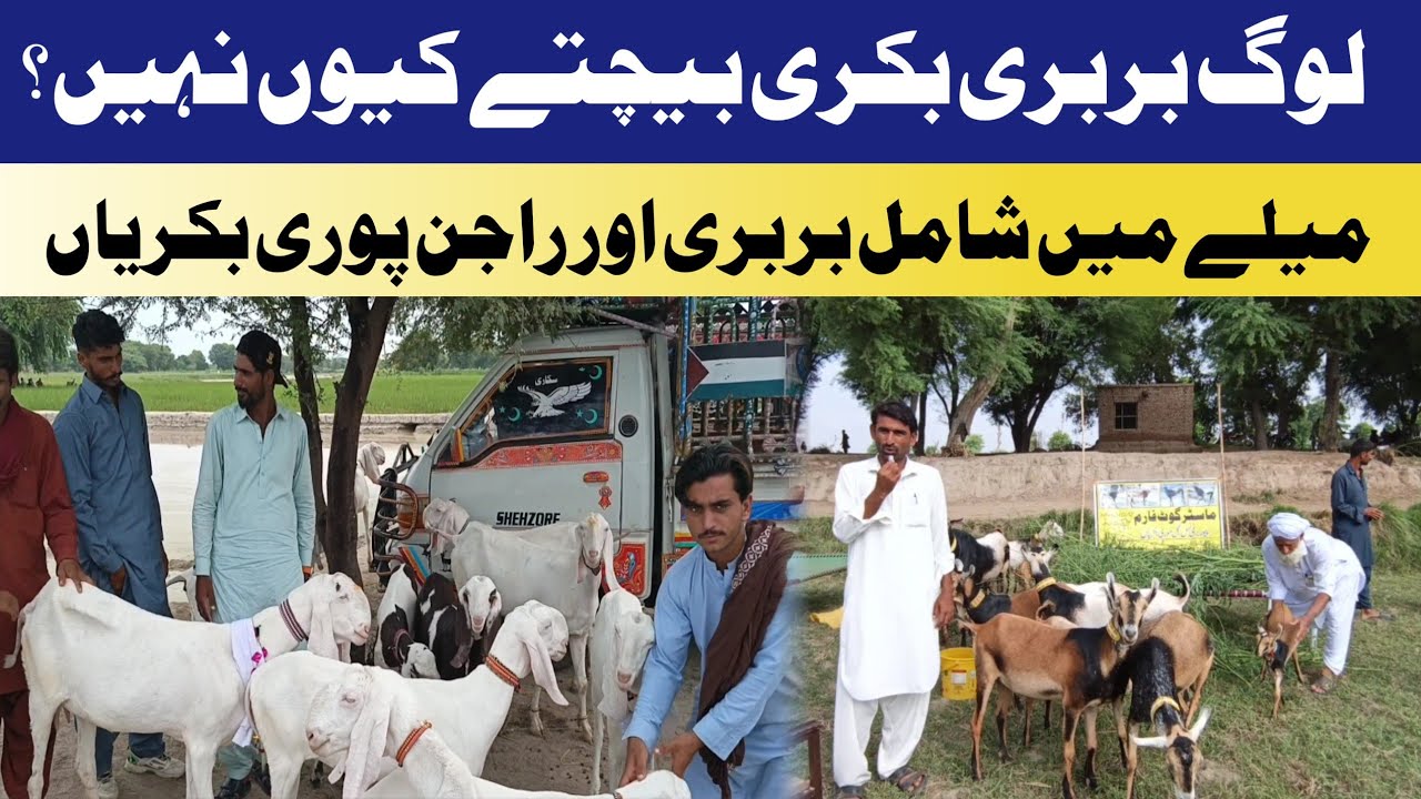 Goat Price 😱 | Log Is Breed Ko Sale Kyun Nahin Karte? 🤯