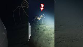 Why Deep Sea Creatures Are Giant 😱🐳#vairalvideo #shorts #youtubeshorts #video