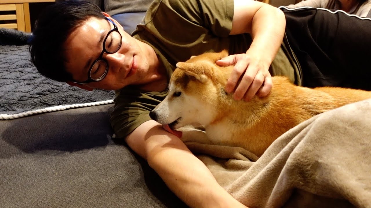 嬉しい‼️楽しい‼️でも疲れちゃった我家の柴犬と相棒の赤ちゃん - YouTube