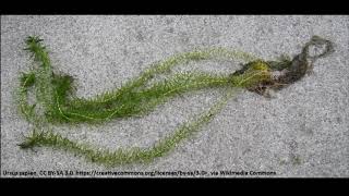 Elodea Identification