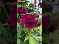 🌺🌼☘️😇#flowers#flower#viralvideos#reels#flowerstalking#flowerpower#flower_daily#buttercream #flowers