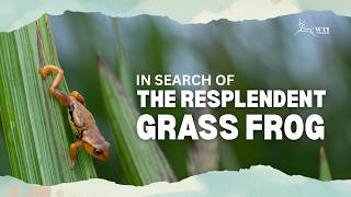 #trekking along the Kannimalai Ridge in search of the resplendent grass #frog