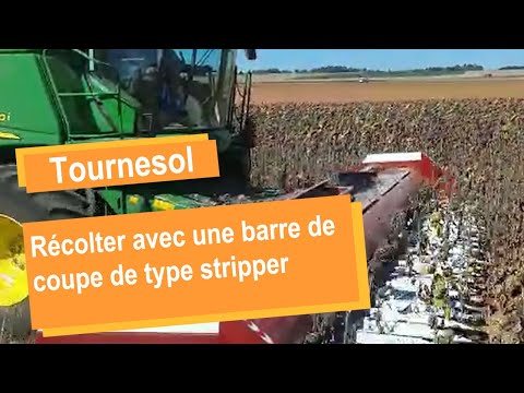 Vidéo: Porte-épine De Tournesol Brutal