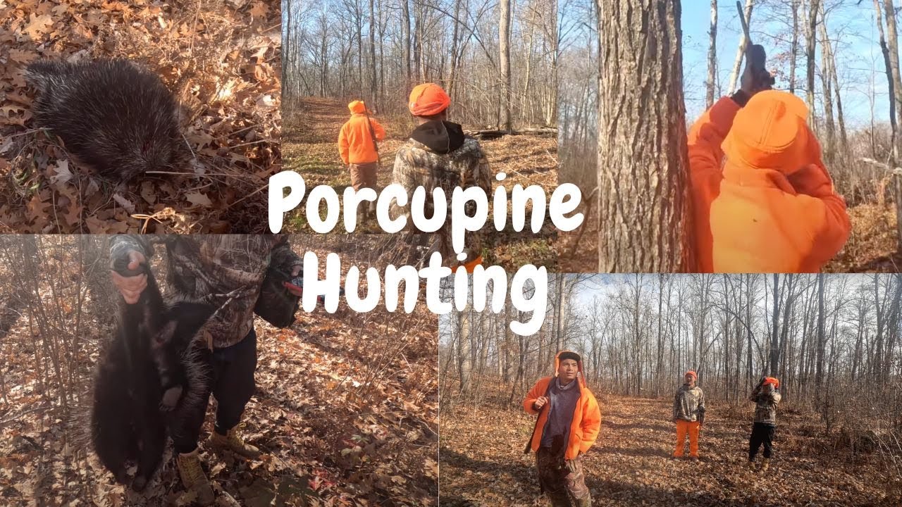 Karen Porcupine Hunting YouTube