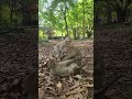 Watch Adorable Monkey Pig-Tail Puppies Playfully Showoff Their Happy Skills! #virals #cute #monkeys