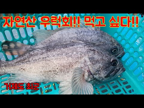 자연산 우럭회를 먹고 싶다!!